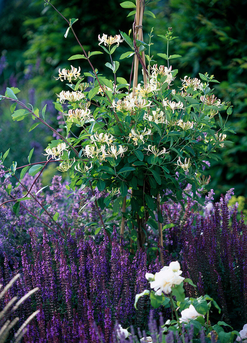 Lonicera caprifolium (Echtes Geissblatt)