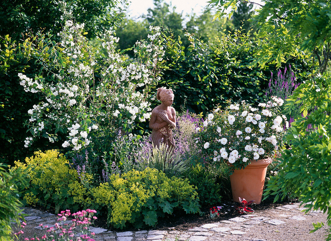 Philadelphus 'Schneesturm' (Pfeiffenstrauch, Falscher Jasmin)