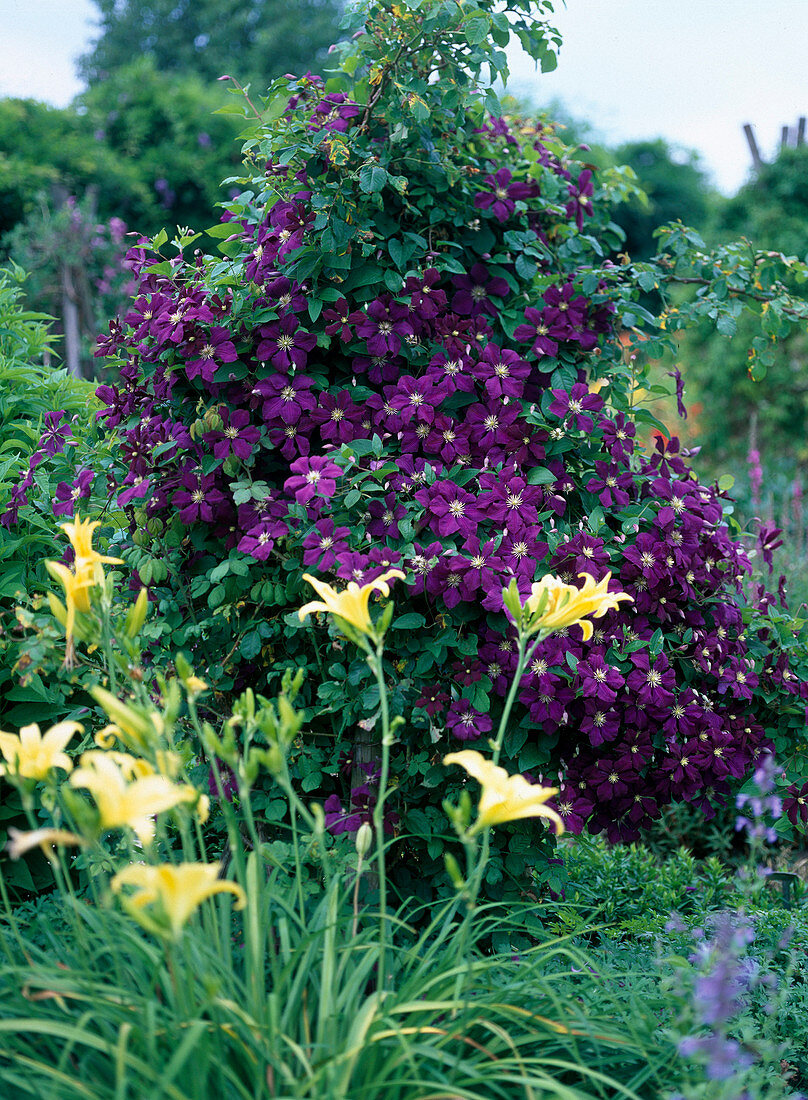 Clematis viticella 'Etoile Violette' (Italienische Waldrebe)