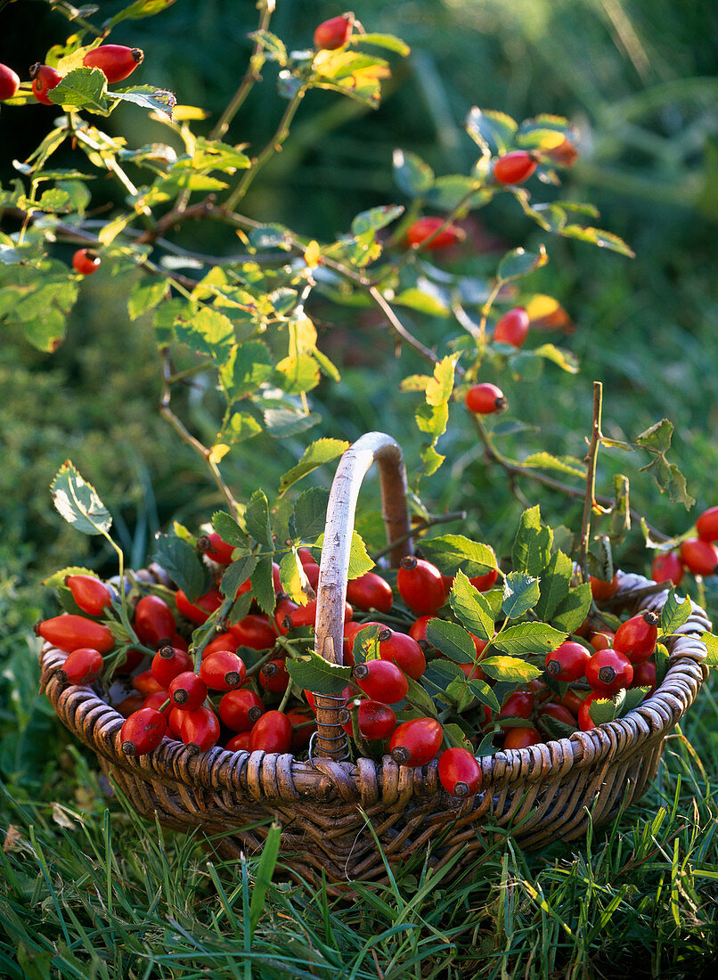 Basket with roses (rosehip) in the grass