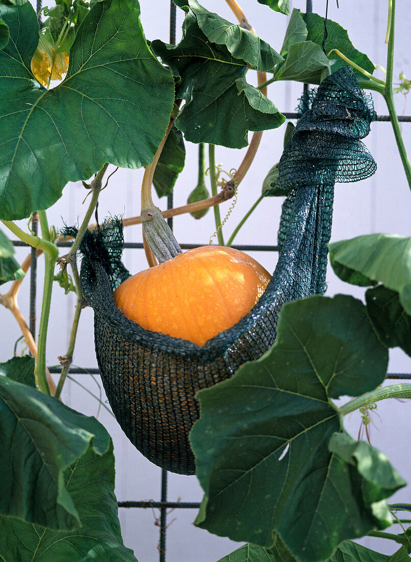 Cucurbita (pumpkin), fruit hangs in the net