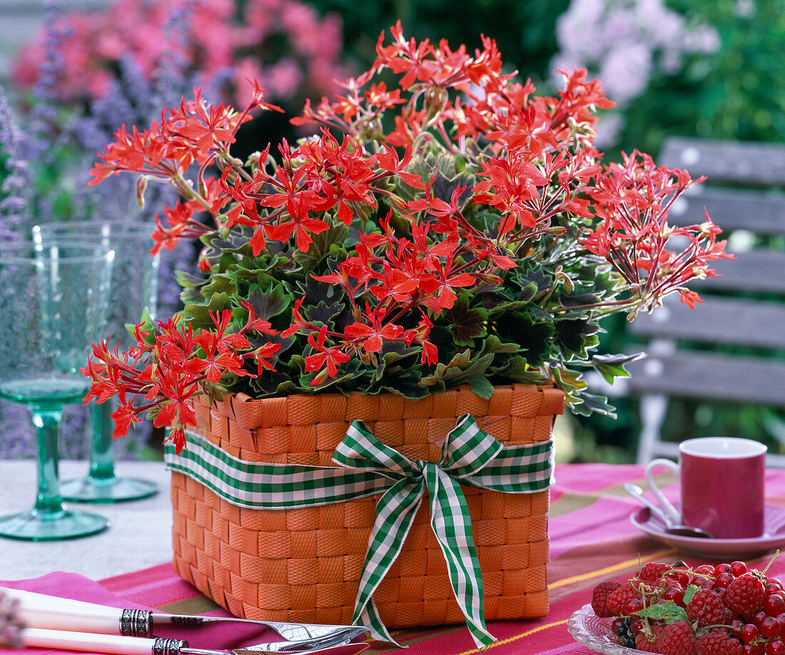 Pelargonium Pelgardini 'Vancouver Centennial'