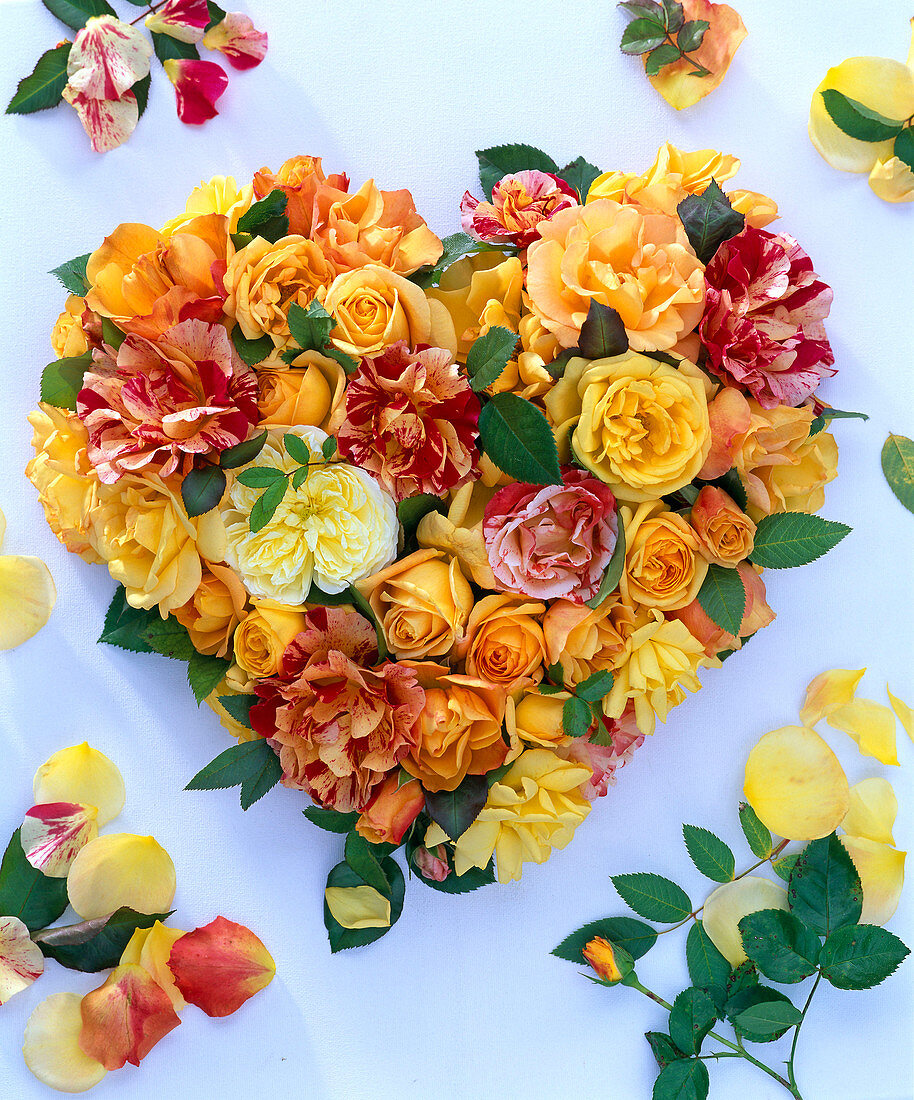 Herz aus Rosa (gelbe, orange und geflammte Rosenblüten) auf weißem Grund