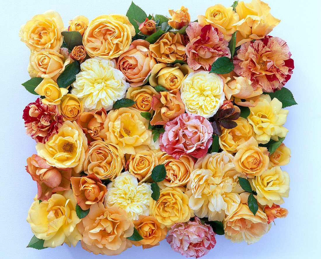 Freisteller aus Rosa (gelbe, orange und geflammte Rosenblüten)
