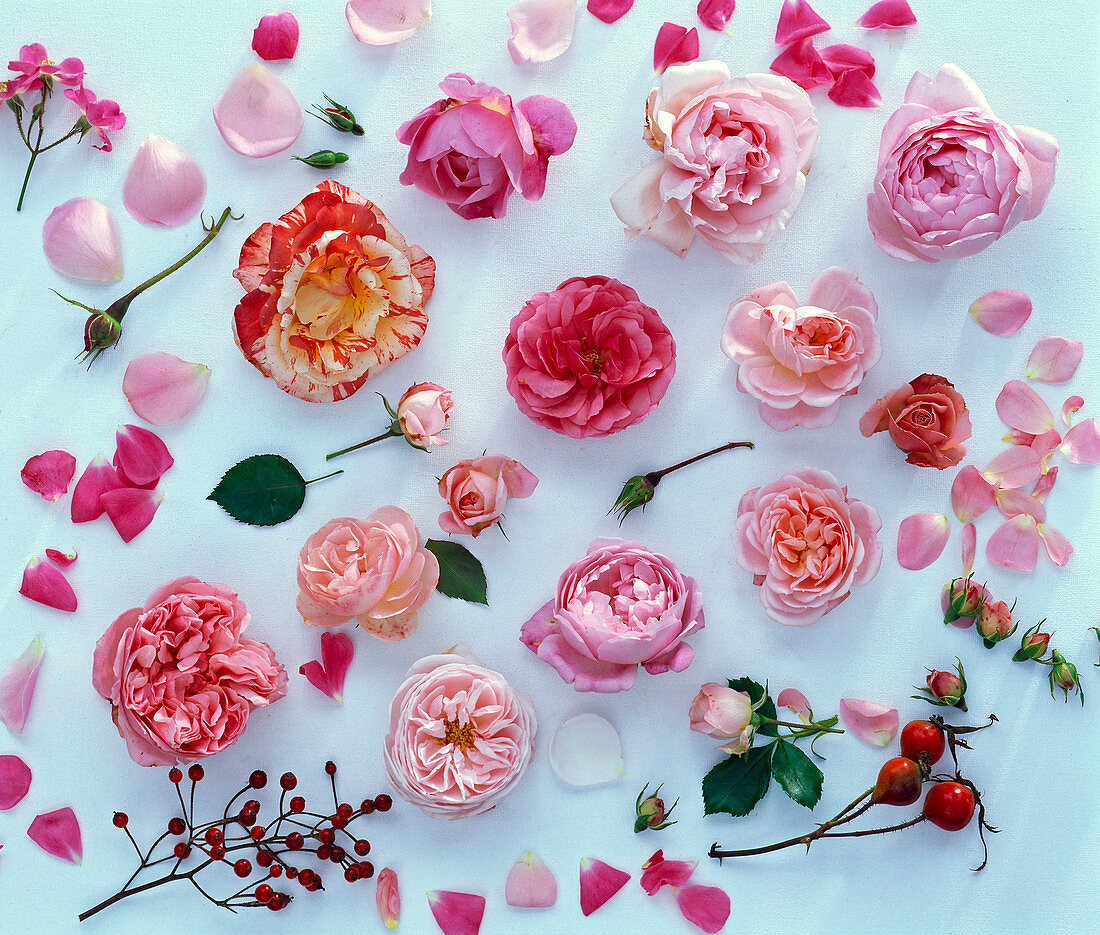 Tableau: Rosa (Rosenblüten und Hagebutten)