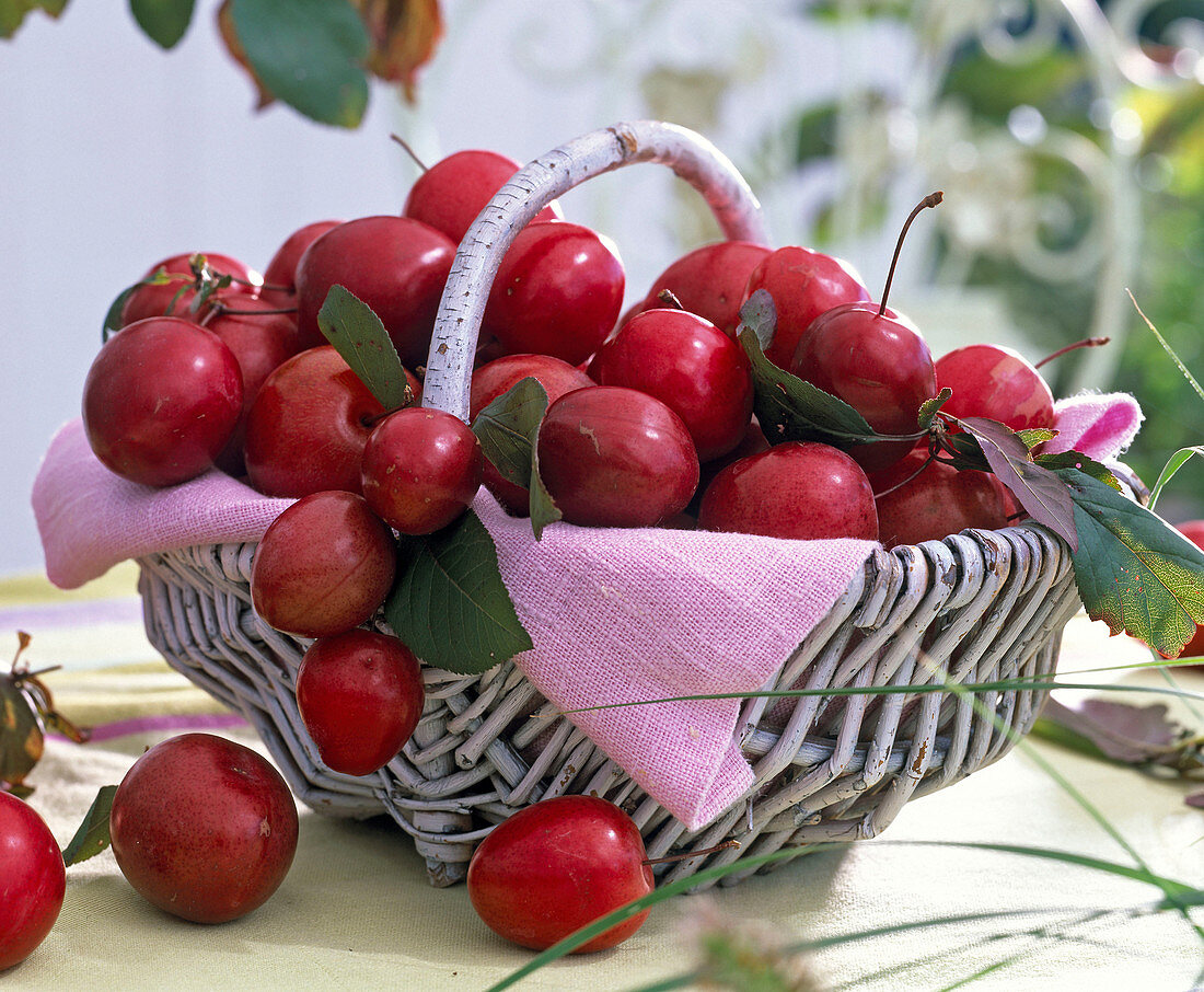Fruits of Prunus cerasifera in wicker basket, pink napkin