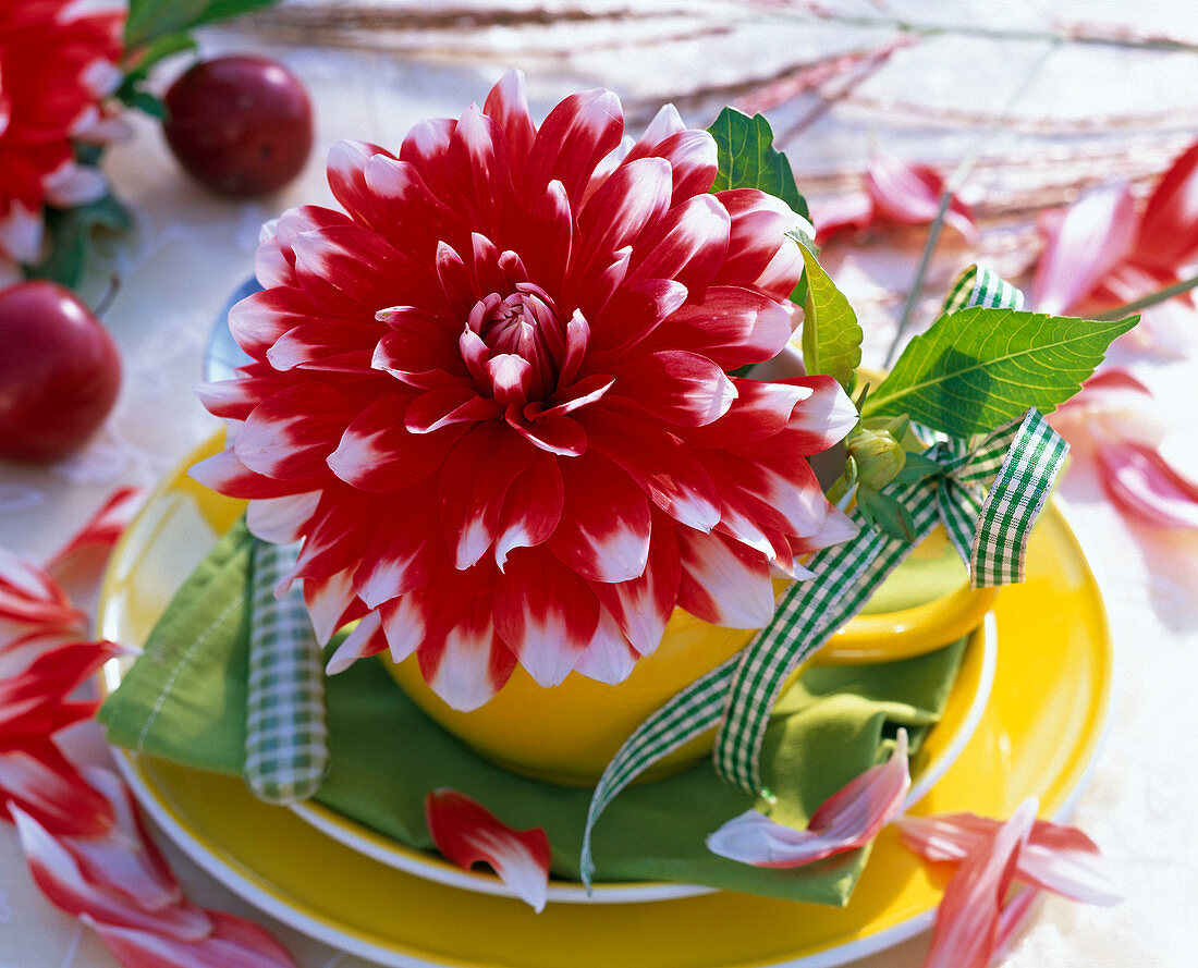 Blüte von Dahlia (Dahlie) als Dekoration in Tasse