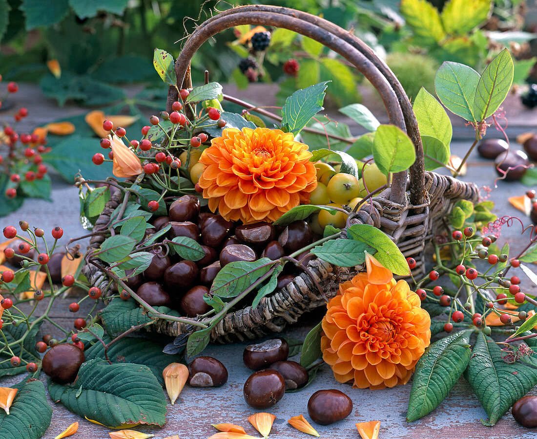 Decoration with Aesculus and flowers of Dahlia