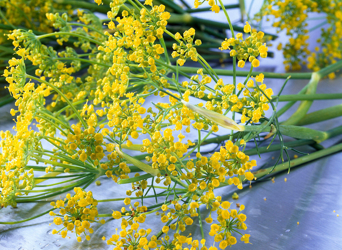 Foeniculum vulgare (Gewürzfenchel)