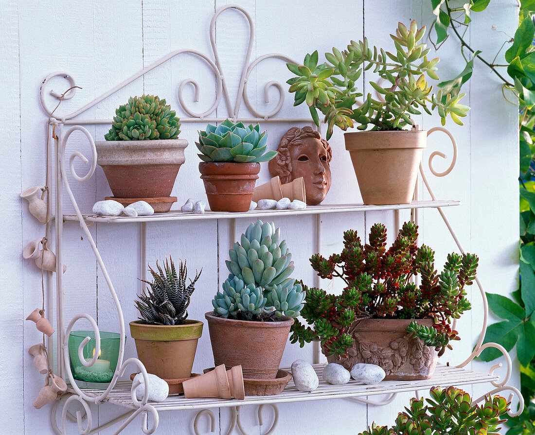 Wall shelf with succulents