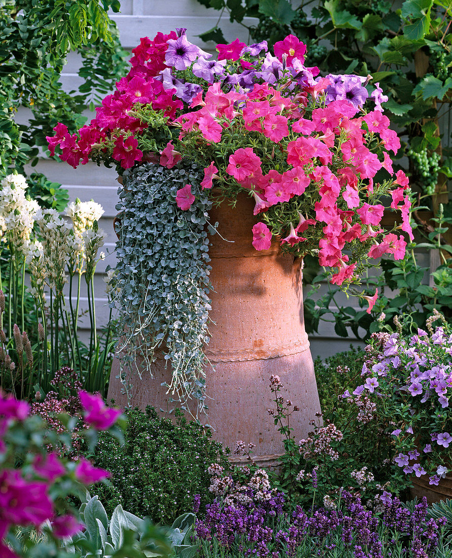 Terracotta vase in perennial border