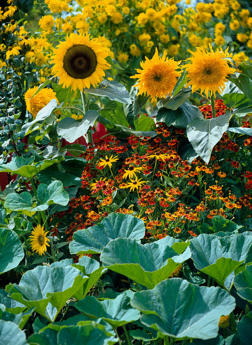 Ausschnitt aus Bauerngartenbeet