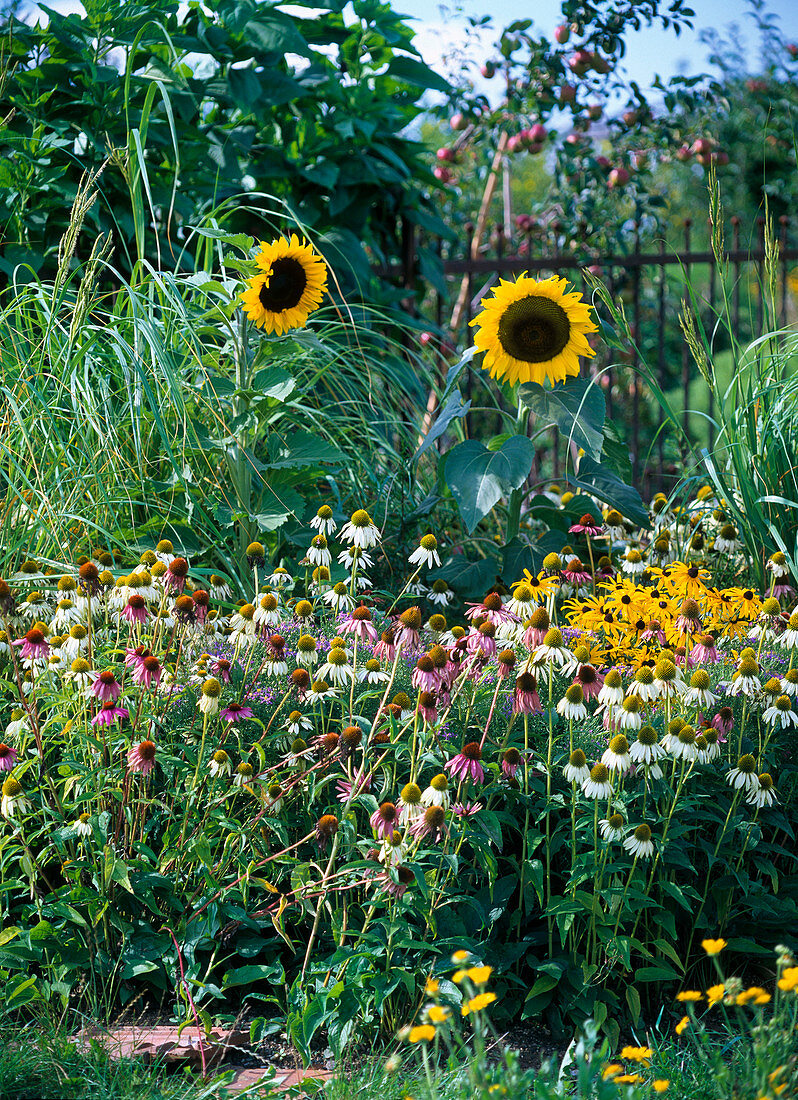 Flower bed with white, red and yellow sun hat