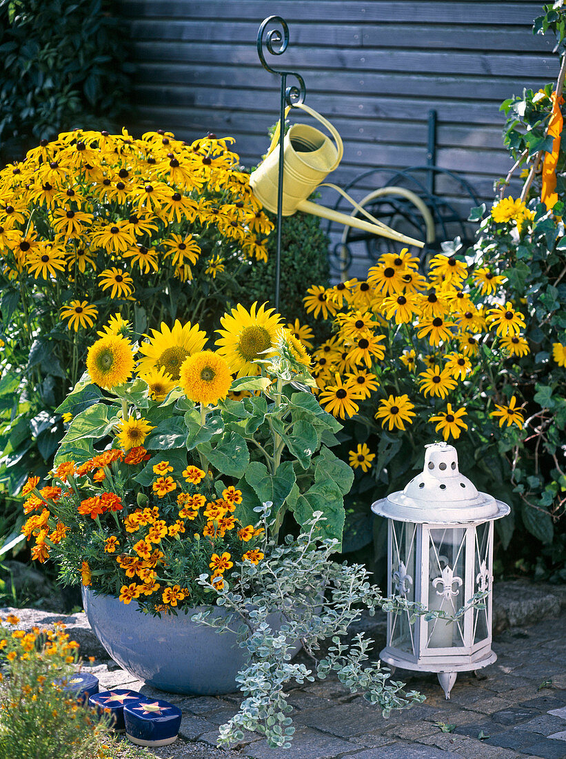 Planted bowl in front of bed with Rudbeckia 'Goldsturm'