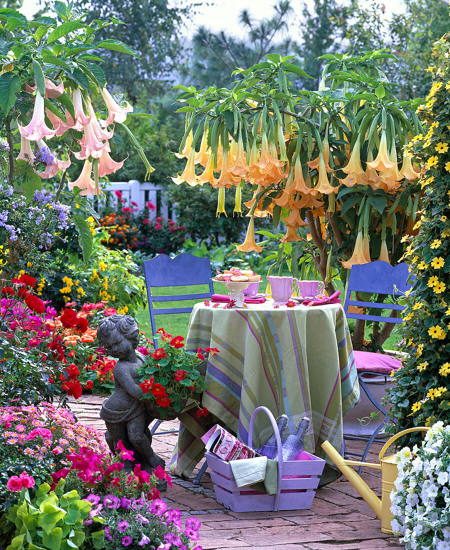 Terrasse mit Datura in gelb und rosa
