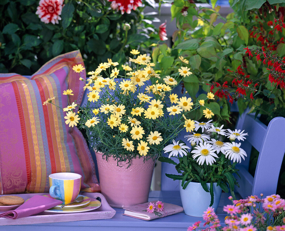 Argyranthemum Courtyard 'Citronelle' (gelbe Margerite)