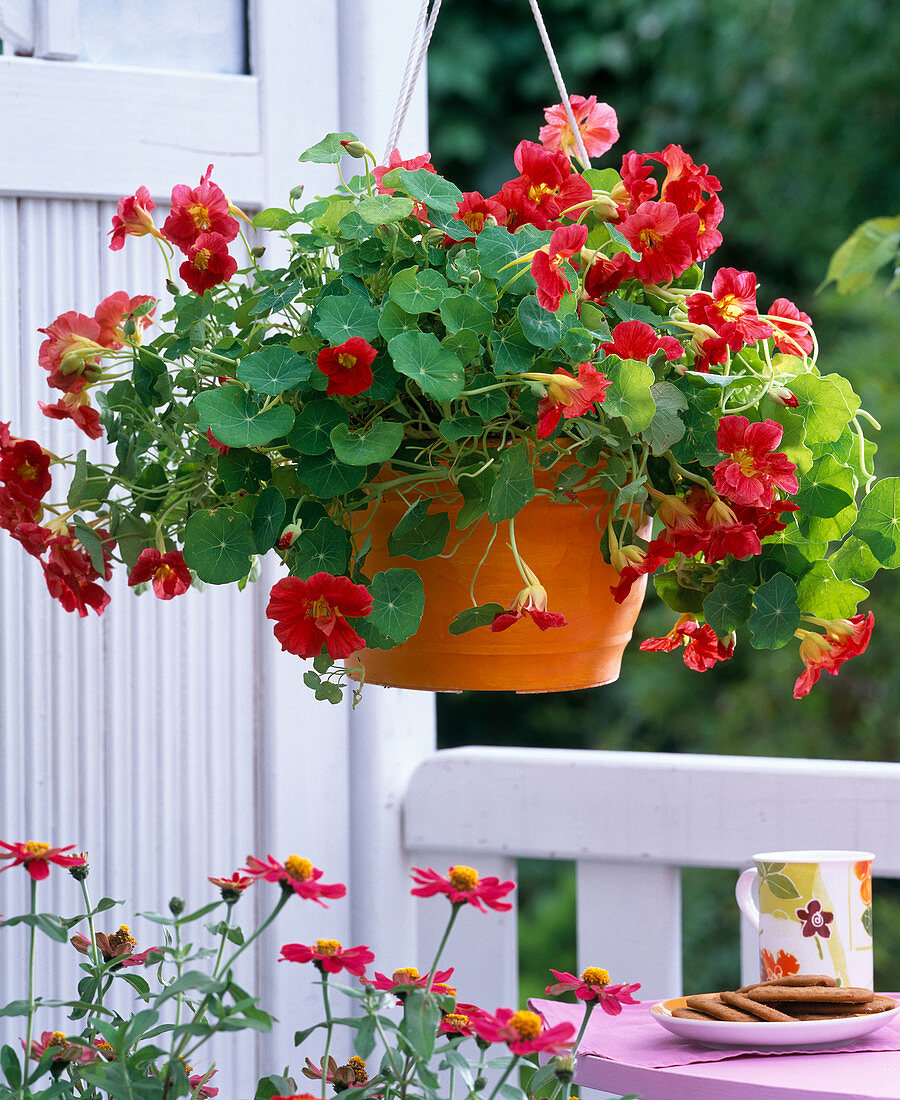 Tropaeolum ' Scharlachglanz ' (gefüllte Kapuzinerkresse)