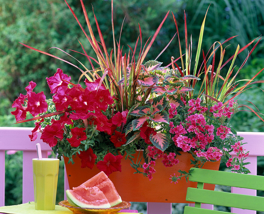 Petunia grandiflorum 'Red' (Petunie), Coleus Wizard