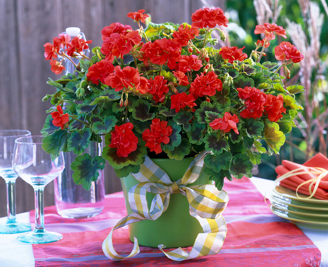 Pelargonium Pelgardini 'Occold Shield' (Buntblattgeranie)