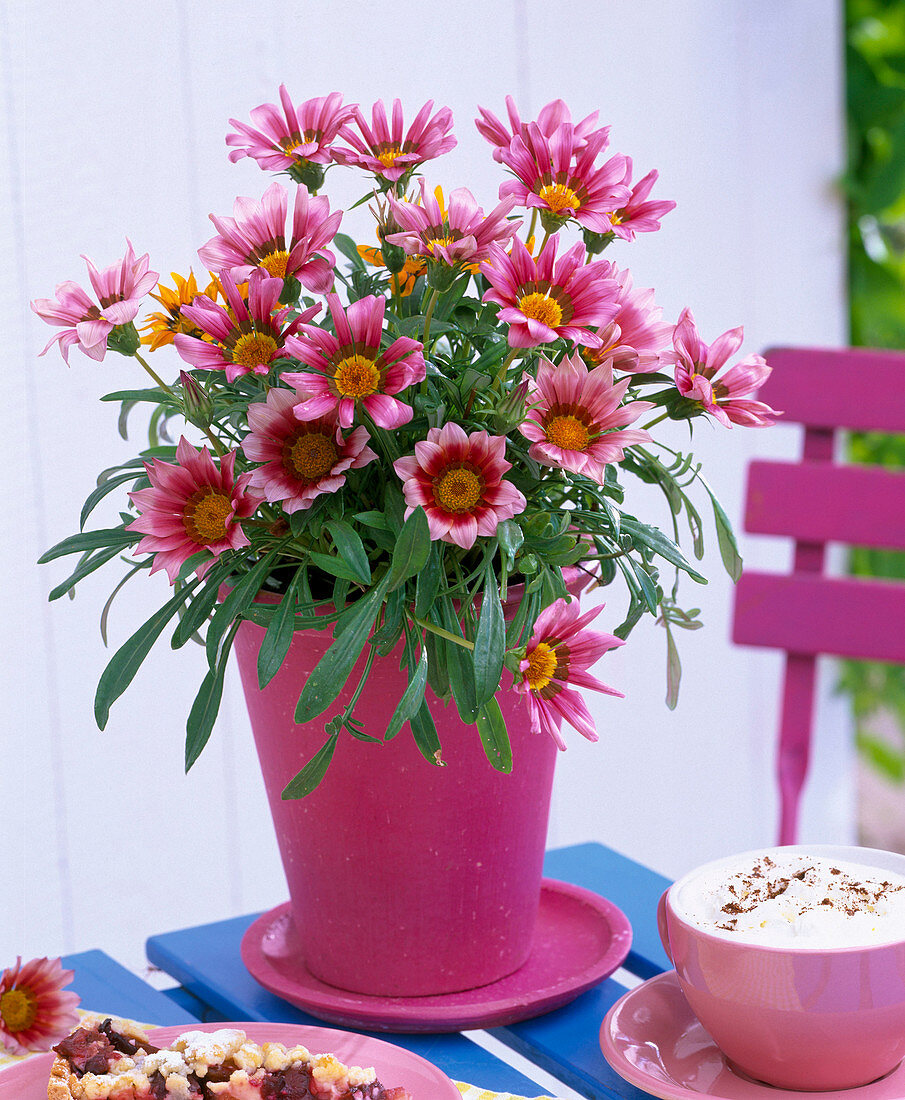Gazania (midday gold) rose-colored