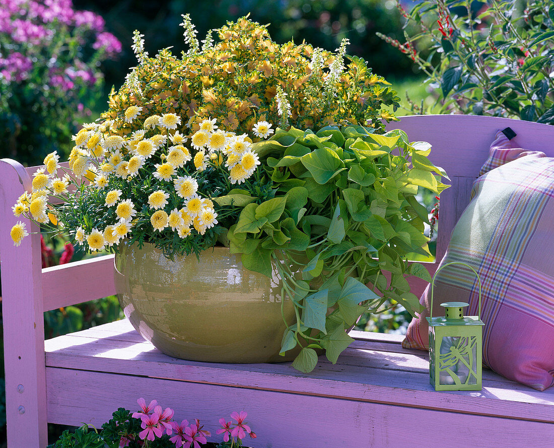 Bowl planted with Argyranthemum 'Pacific Gold' (marguerite)