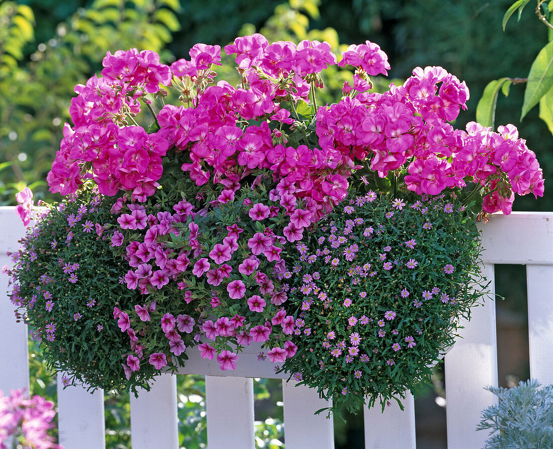 Pelargonium Trend 'Lavender' (Geranien), Calibrachoa