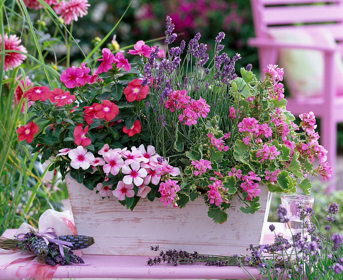 White wooden flower box planted in pink and blue