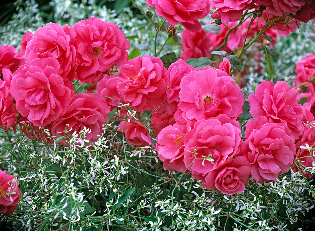Rose 'Bad Birnbach' (ground cover rose), often flowering