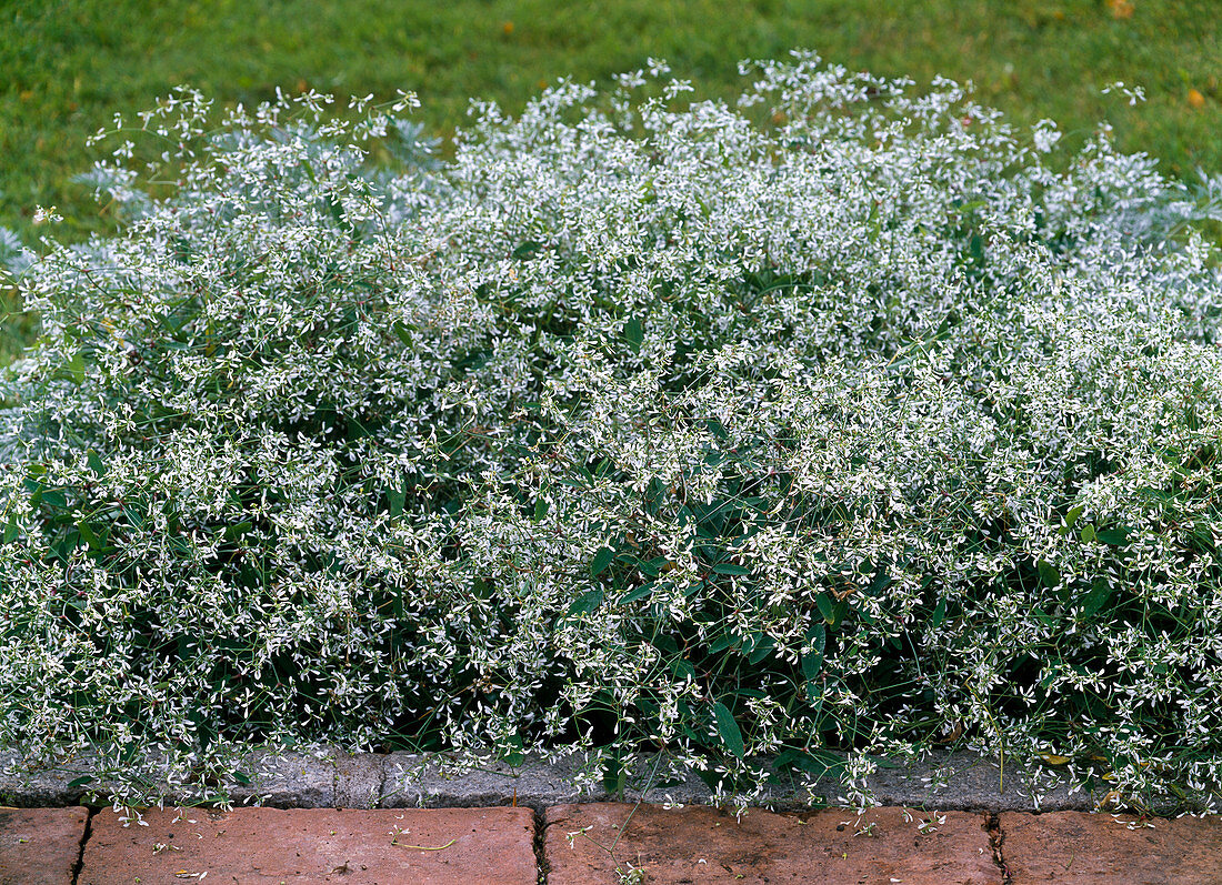 Euphorbia 'Diamond Frost' (weißblühende Wolfsmilch)