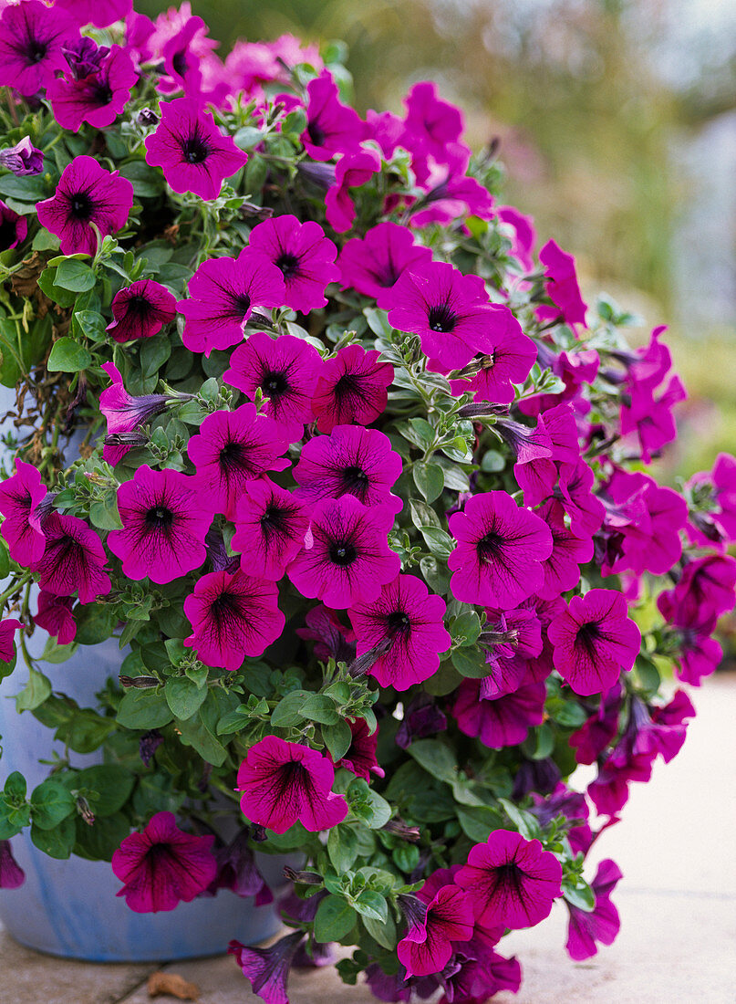 Petunia Porch 'Purple' (Petunia)