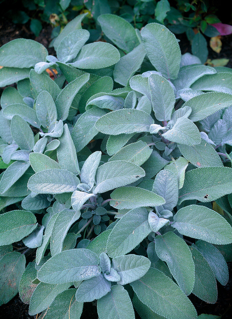 Salvia officinalis 'Berggarten' (kitchen sage)