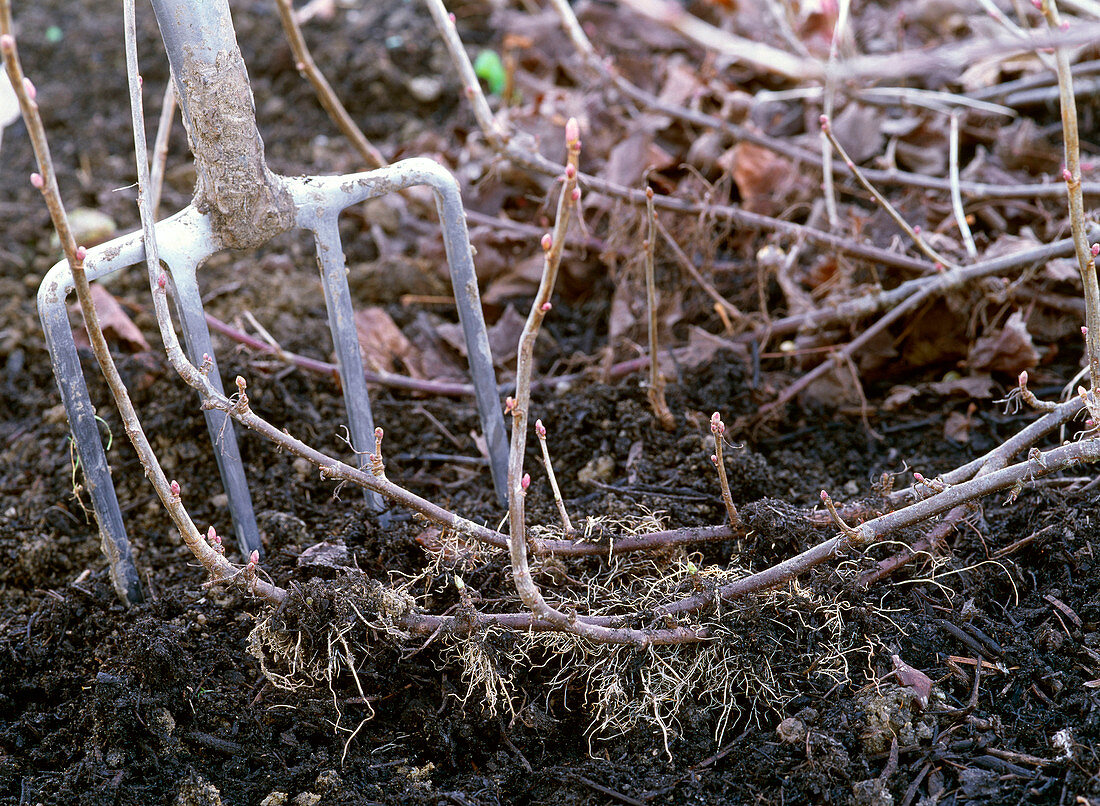 Rooted shoots of Ribes nigrum (blackcurrant)