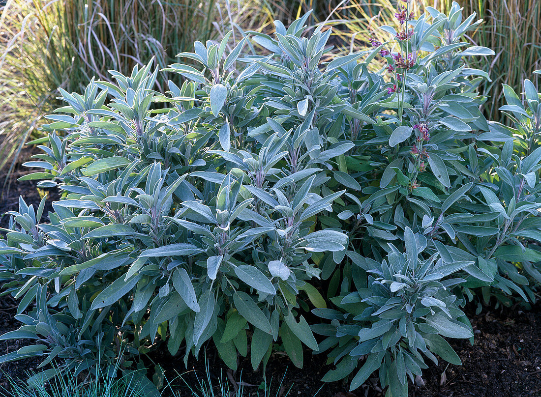 Salvia officinalis (Küchensalbei) im Beet