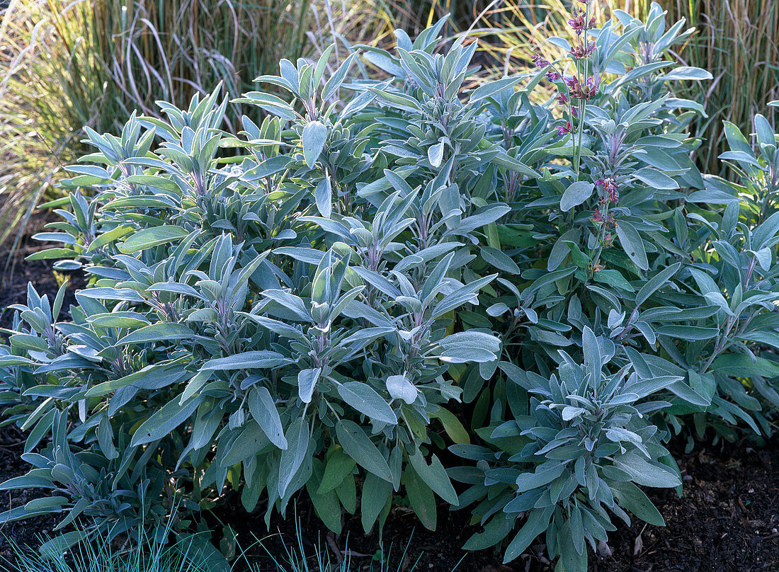 Salvia officinalis (kitchen sage) in the bed