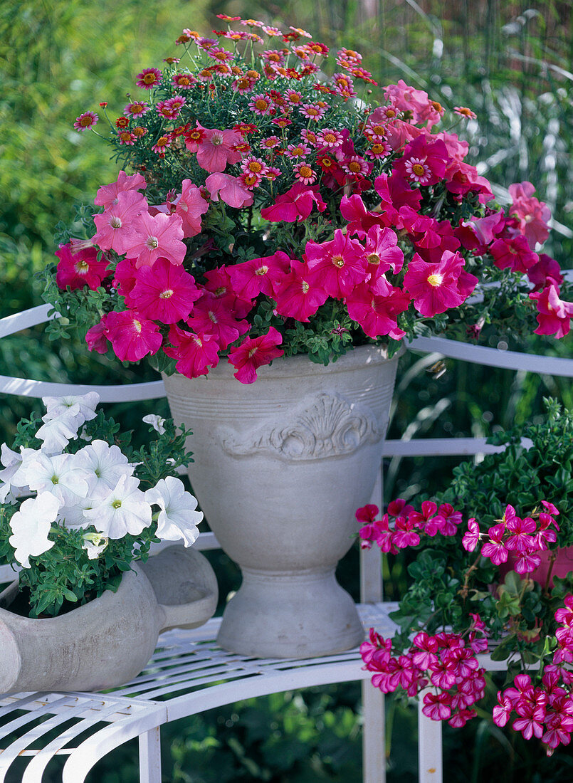 Petunia grandiflora (Petunien) pink, lachs und weiß