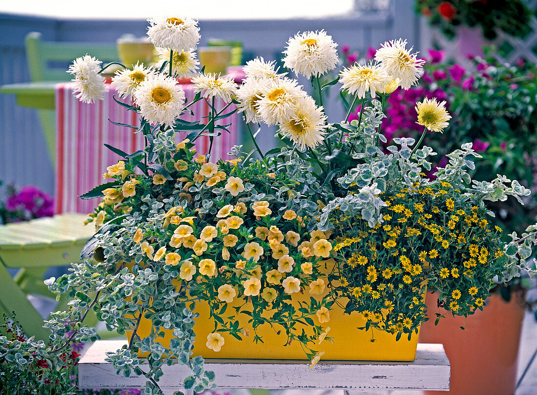 Gelber Holzblumenkasten weiß - gelb bepflanzt