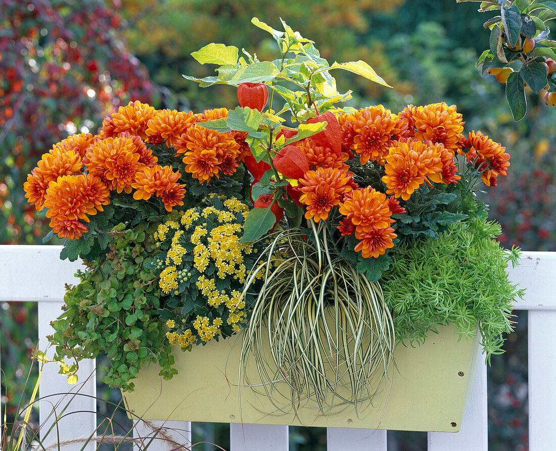 Yellow balcony box with Chrysanthemum Yahou 'Orange'