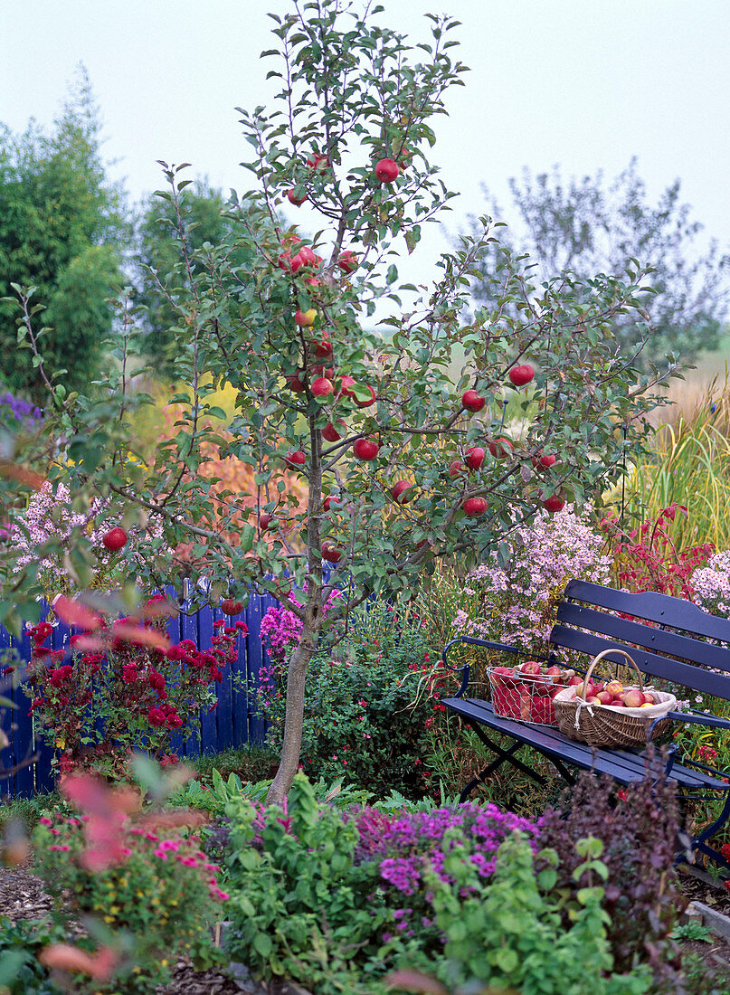 Malus 'Rewena' (Äpfel), Aster, Chrysanthemum