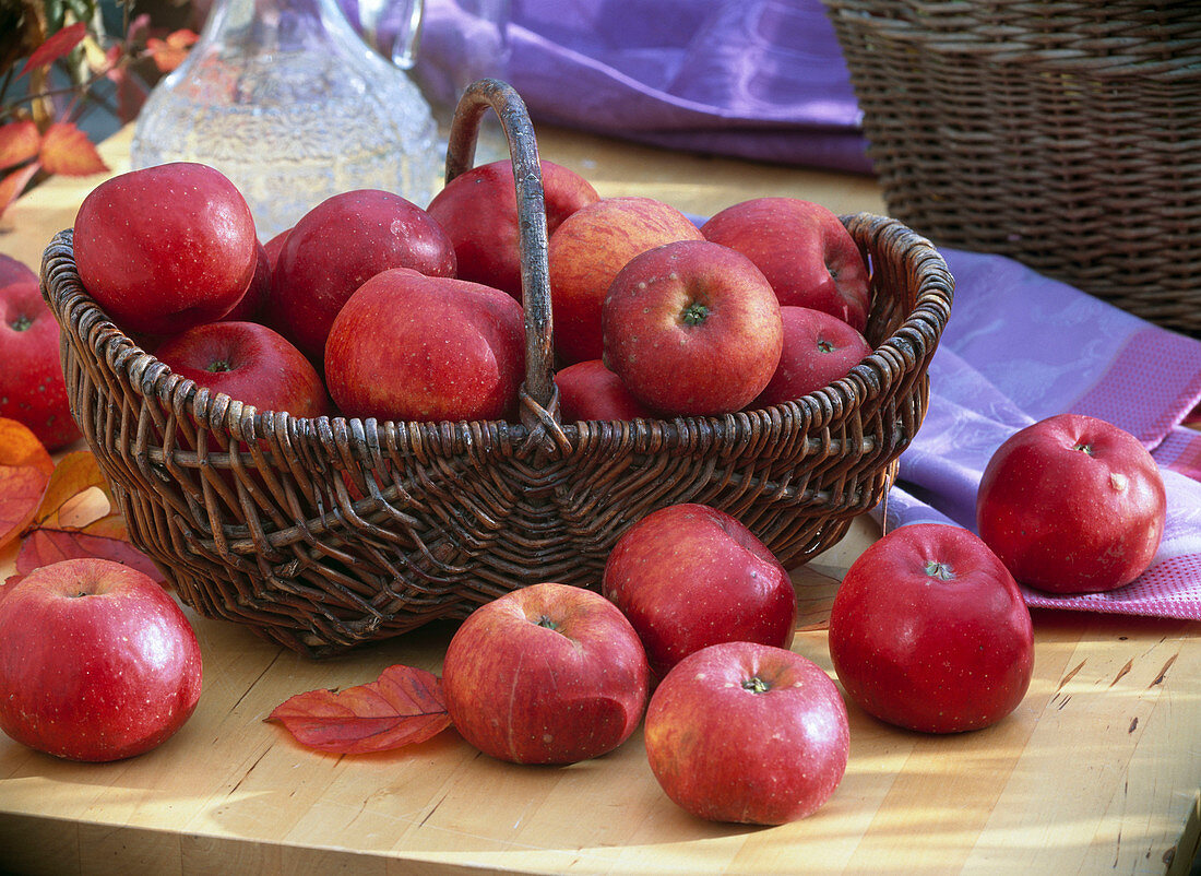 Malus 'Topaz' (Äpfel) im Weidenkorb