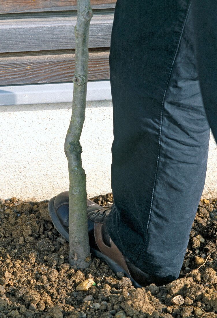 Plant pear trellis