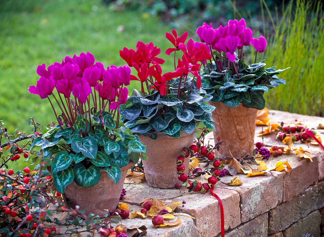 Pinkfarbene und rote Cyclamen (Alpenveilchen) in Tontöpfen