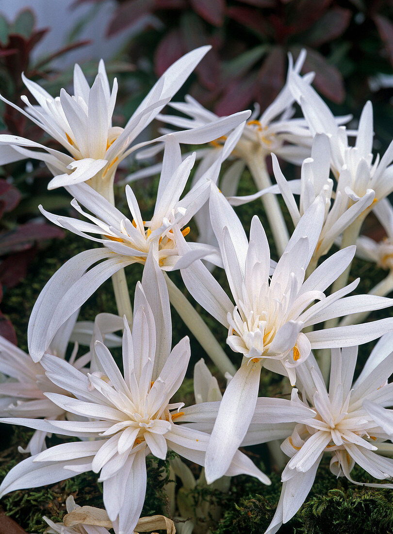 Colchicum autumnale 'Alboplenum' (Herbstzeitlose)