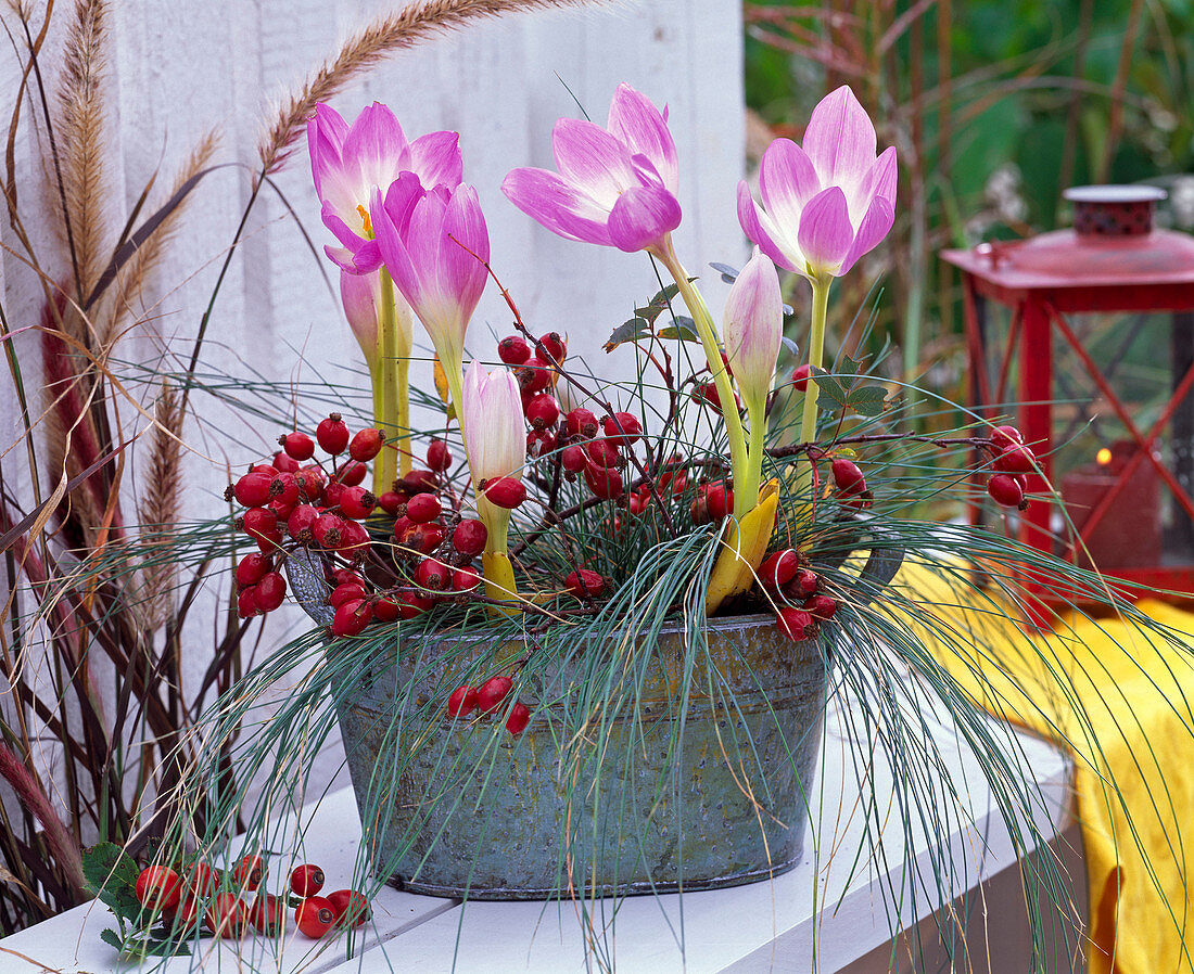 Colchicum 'Lilac Wonder' (Herbstzeitlose)