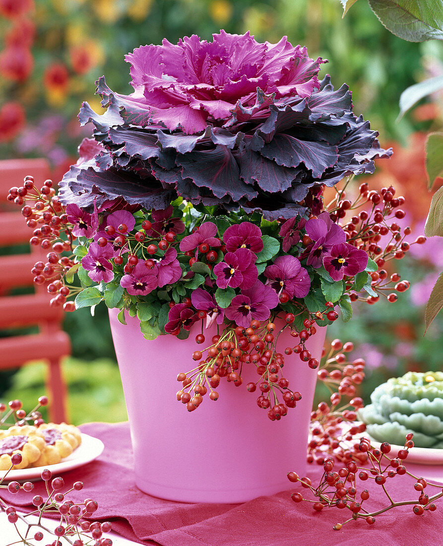 Brassica (ornamental cabbage), Viola cornuta (horned violet)