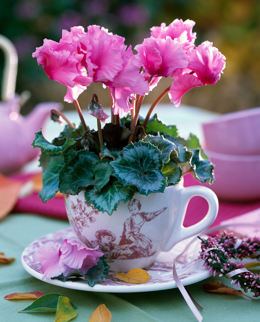 Cyclamen persicum in pink with curly flowers in cup