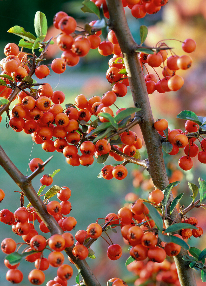 Pyracantha coccinea 'Teton' (Firethorn), branches with berries