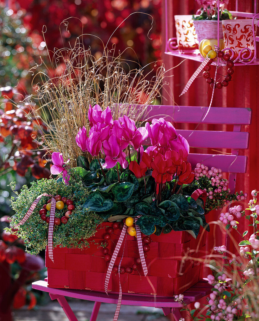 Cyclamen (cyclamen) red and pink, Thymus citriodorus