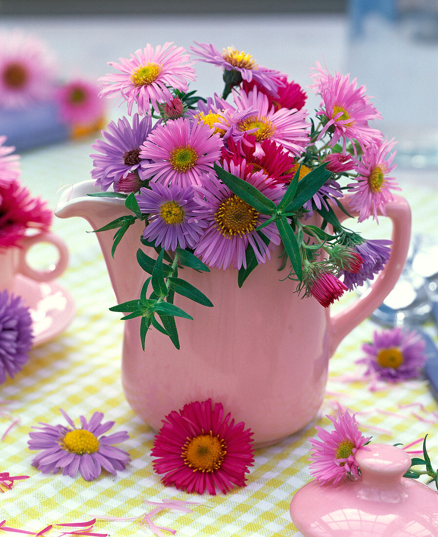 Pink and purple aster (asters) bouquet in pink pot