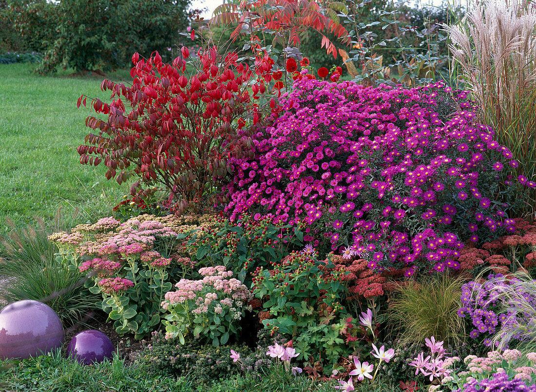 Herbst Beet Stauden Gehölz lila, rosa, rot