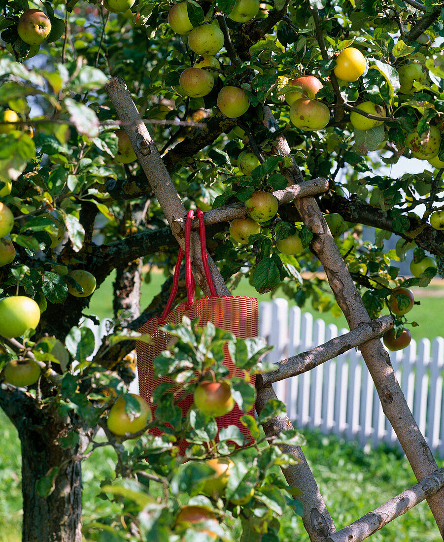 High ladder leaning on malus (apple tree)